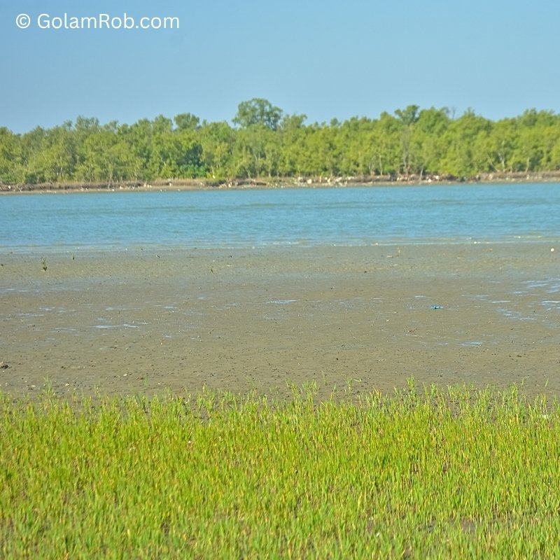 Bakkhali River at Low Tide — exposed mudflat, crabs, waterline retreat