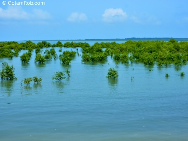 Mangrove forest root systems, carbon sink ecosystems for climate AI models